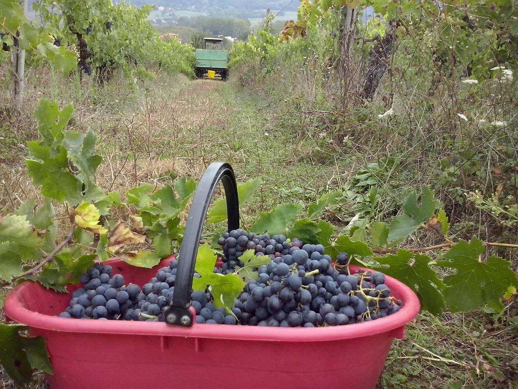 Agriturismo La Querce ริญาโนซุลลาร์โน ห้อง รูปภาพ