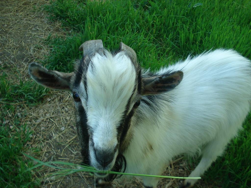 Agriturismo La Querce ริญาโนซุลลาร์โน ห้อง รูปภาพ