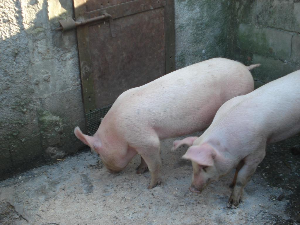 Agriturismo La Querce ริญาโนซุลลาร์โน ห้อง รูปภาพ