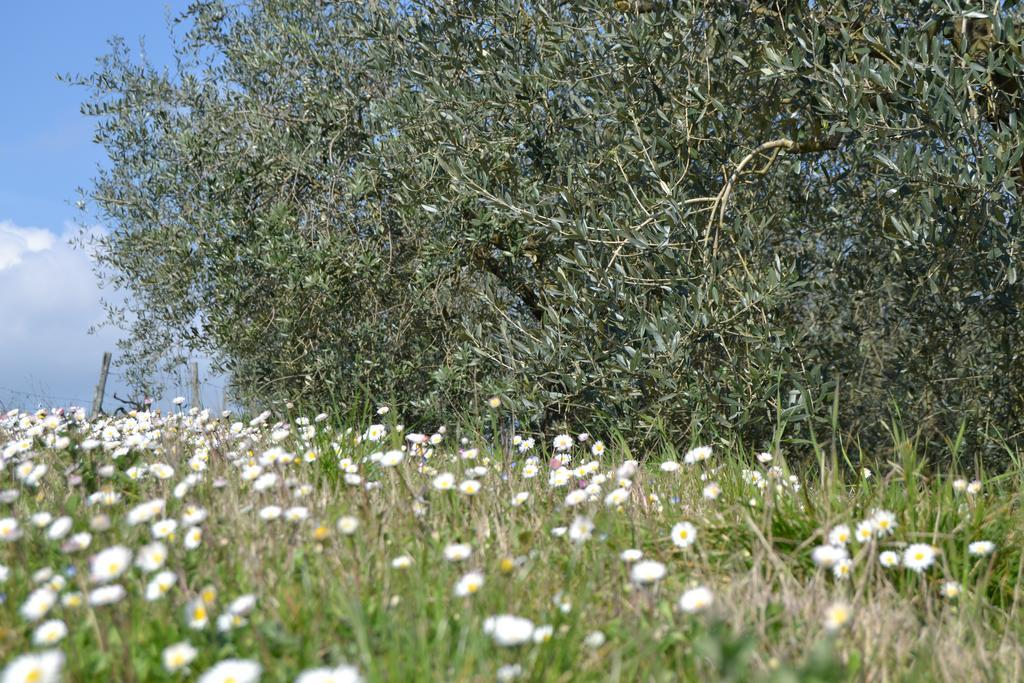 Agriturismo La Querce ริญาโนซุลลาร์โน ภายนอก รูปภาพ