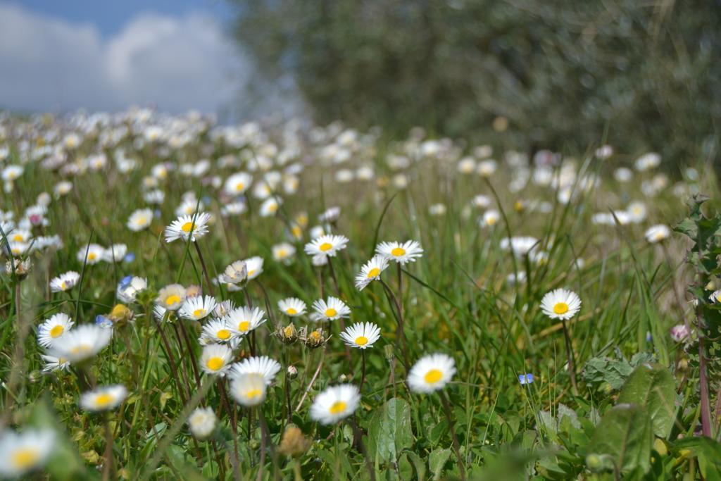 Agriturismo La Querce ริญาโนซุลลาร์โน ภายนอก รูปภาพ