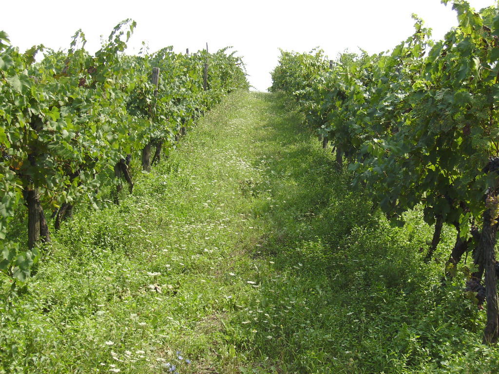 Agriturismo La Querce ริญาโนซุลลาร์โน ภายนอก รูปภาพ
